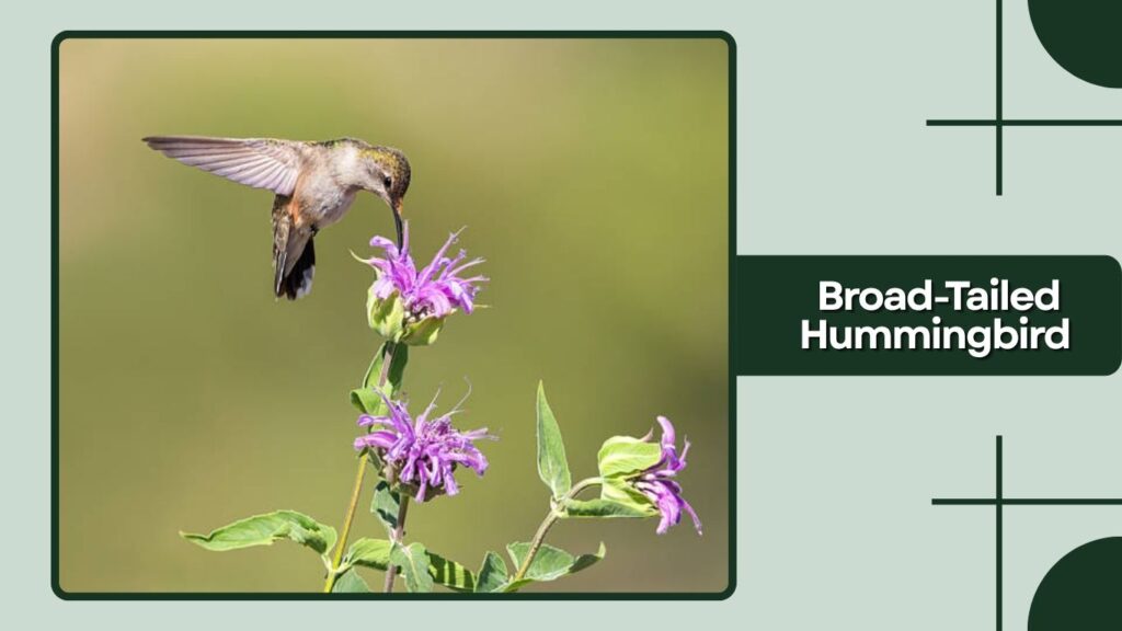 Broad-Tailed Hummingbird