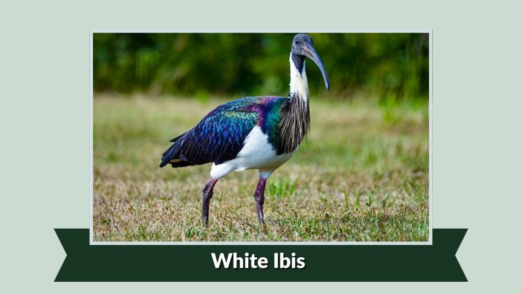 White Ibis