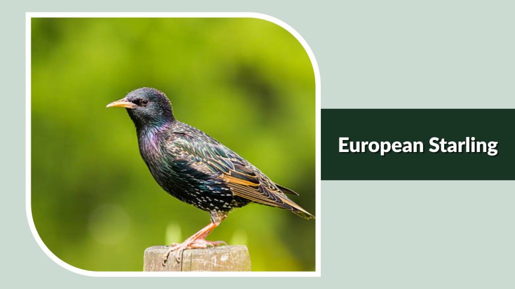 European Starling