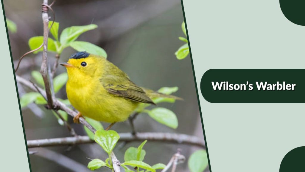 Wilson’s Warbler