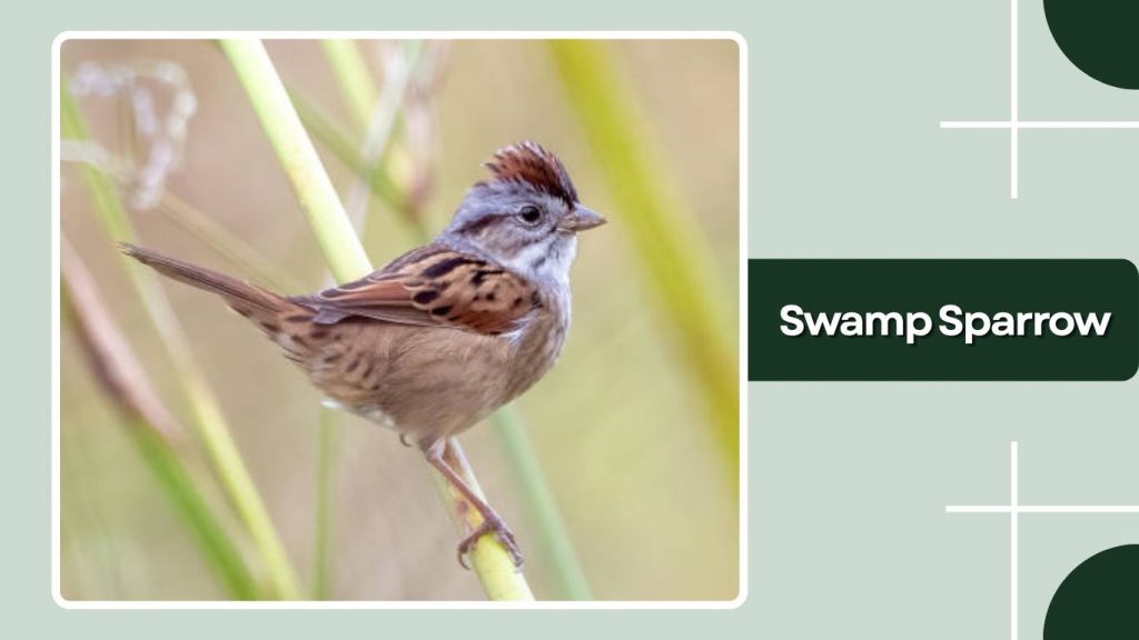 Swamp Sparrow