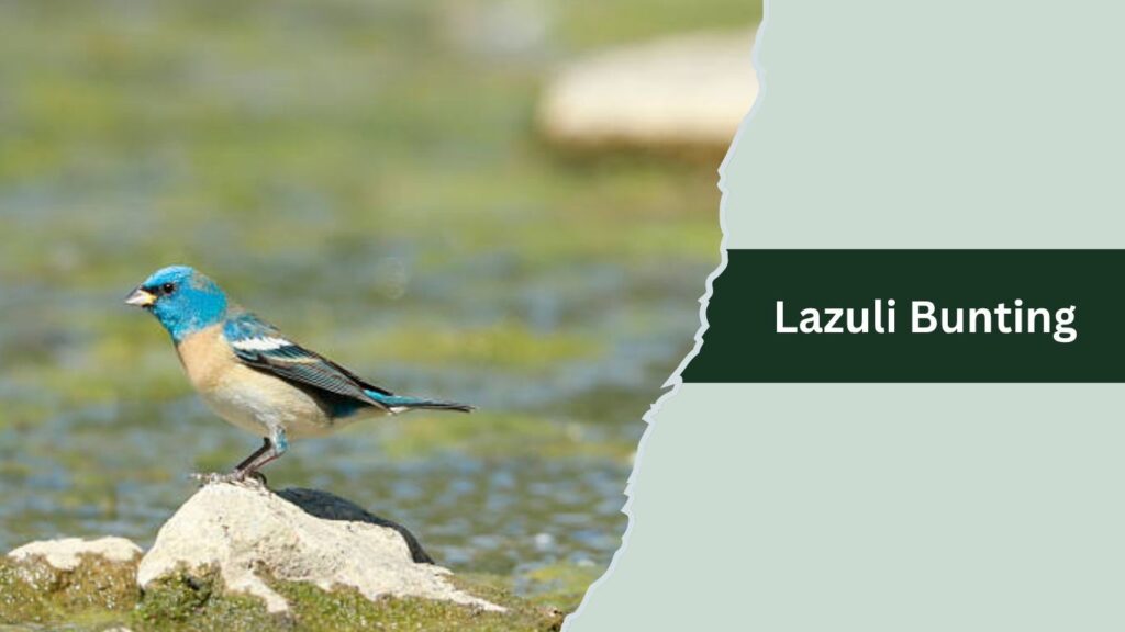 Lazuli Bunting