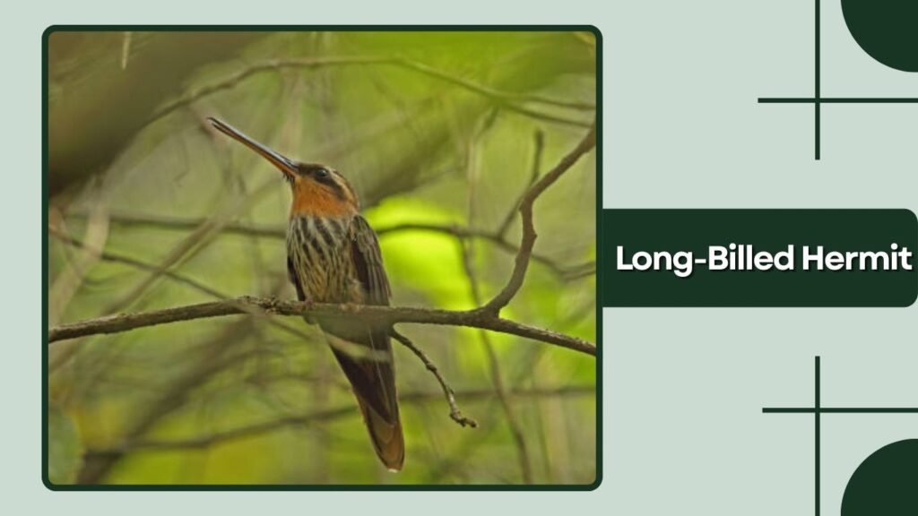 Long-Billed Hermit