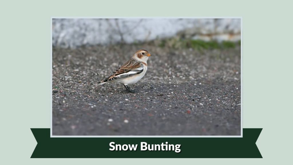  Snow Bunting