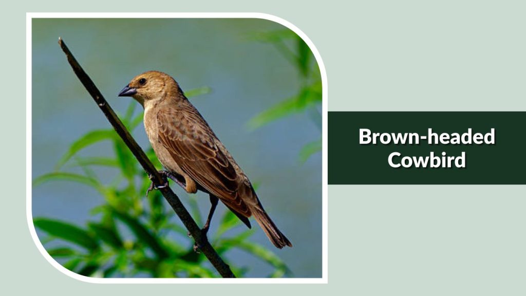  Brown-headed Cowbird