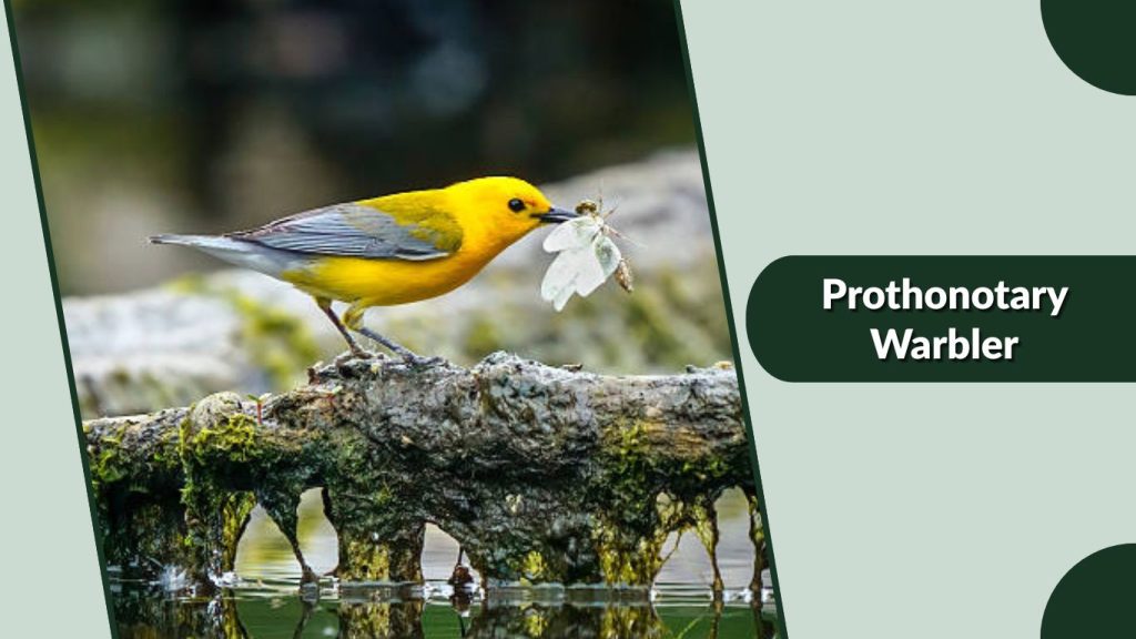 Prothonotary Warbler