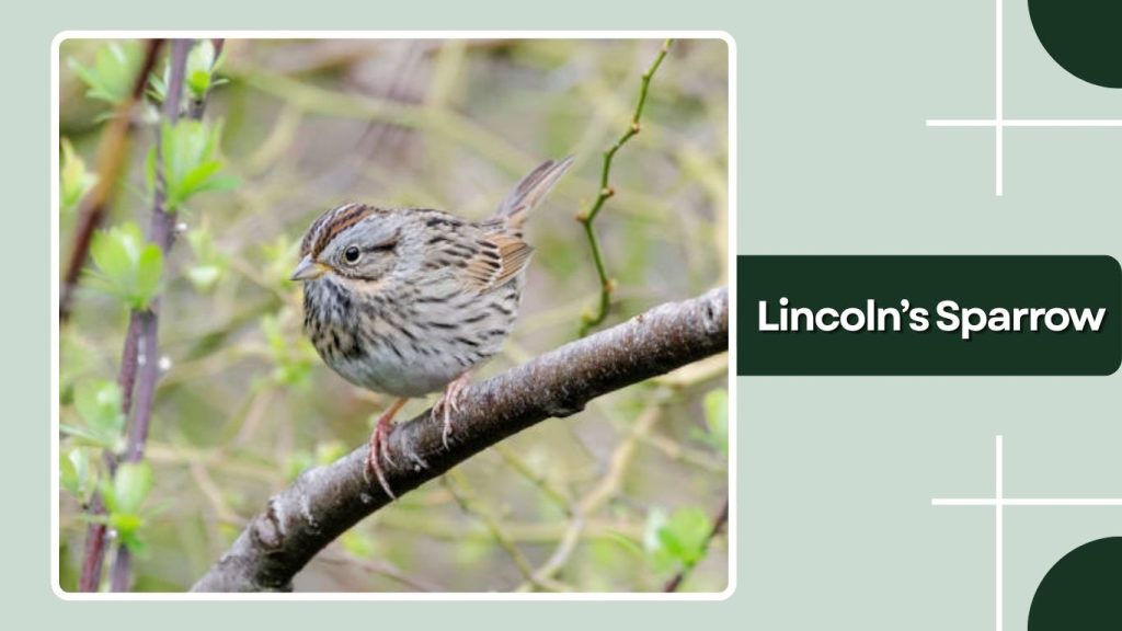 Lincoln’s Sparrow