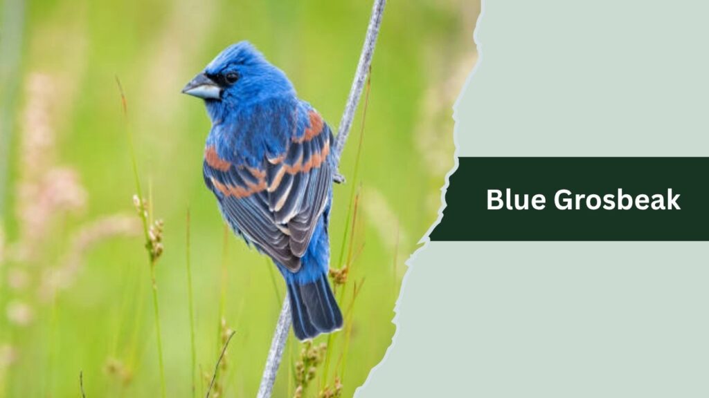 Blue Grosbeak