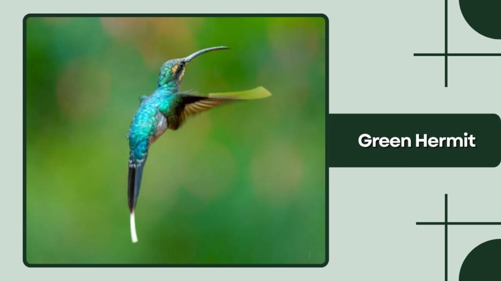  Green Hermit