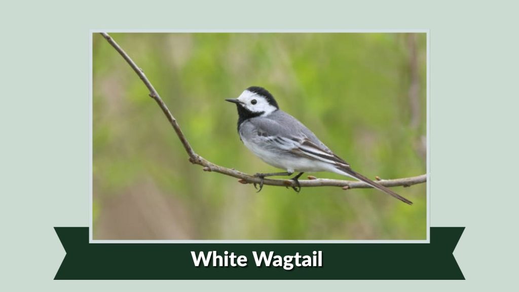 White Wagtail