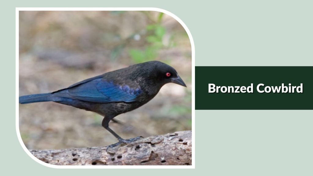 Bronzed Cowbird