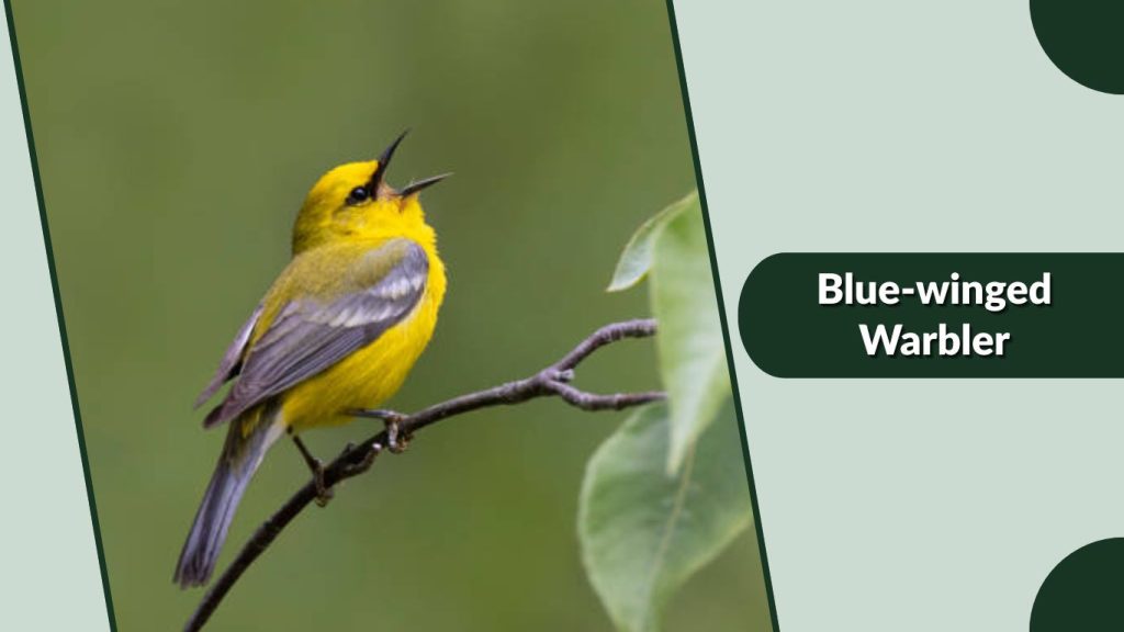 Blue-winged Warbler