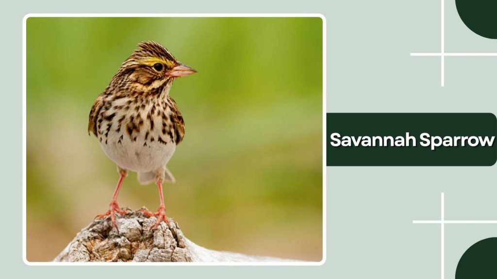 Savannah Sparrow