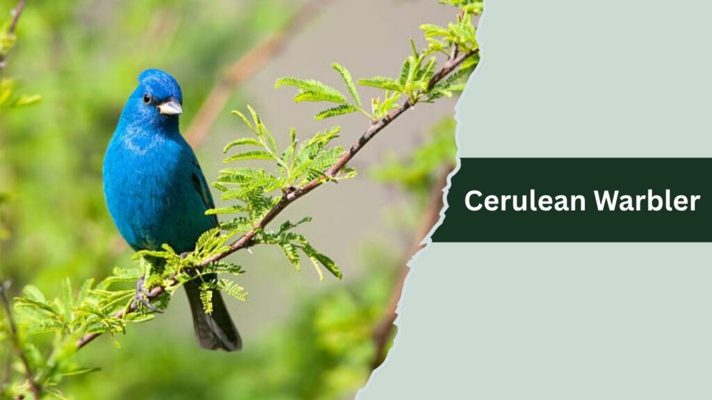 Cerulean Warbler