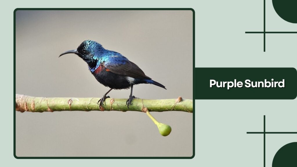 Purple Sunbird