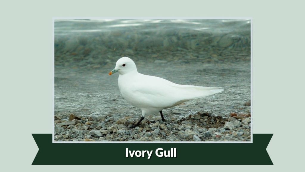  Ivory Gull