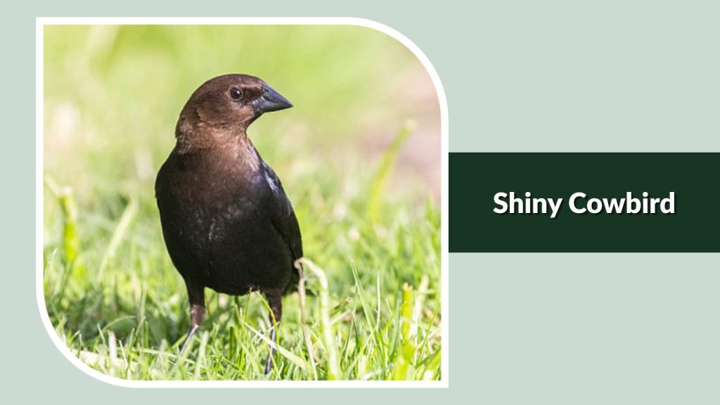 Shiny Cowbird