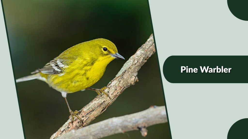 Pine Warbler