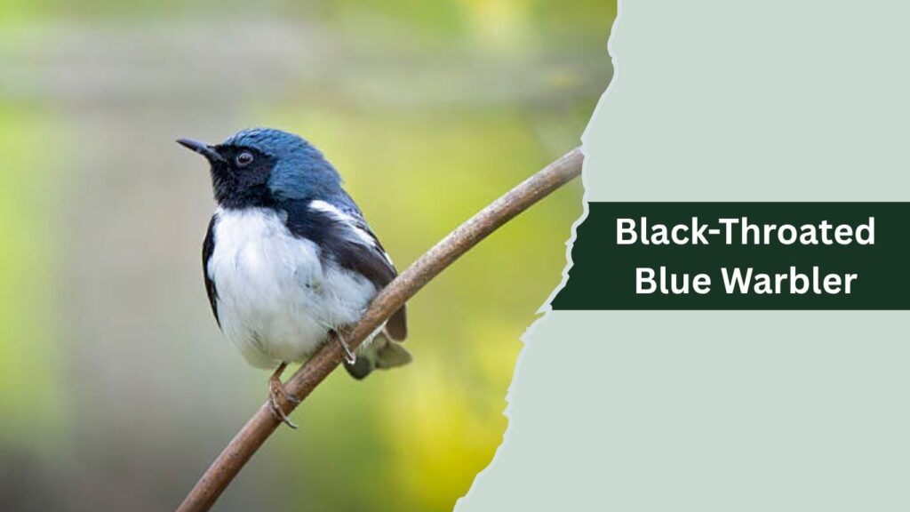 Black-Throated Blue Warbler