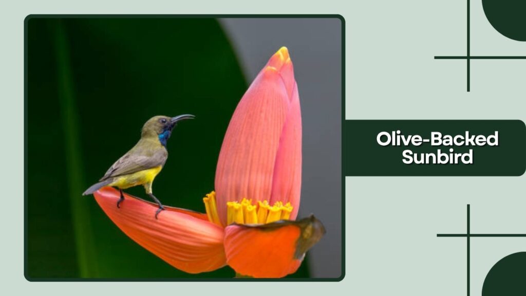  Olive-Backed Sunbird