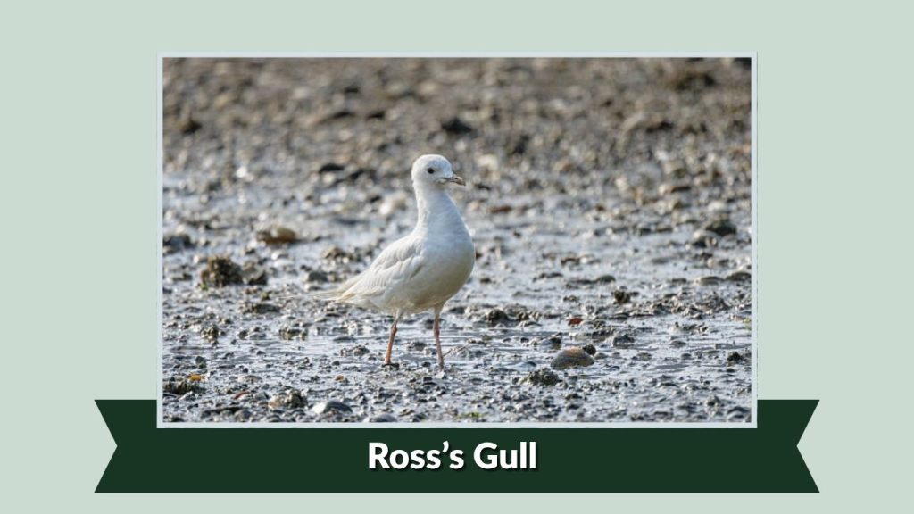 Ross’s Gull