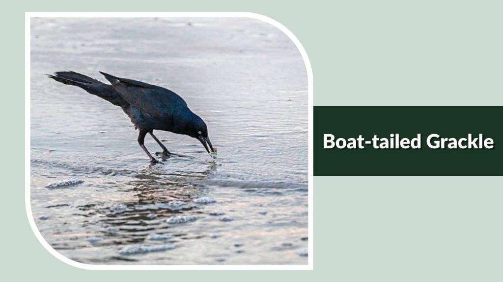 Boat-tailed Grackle