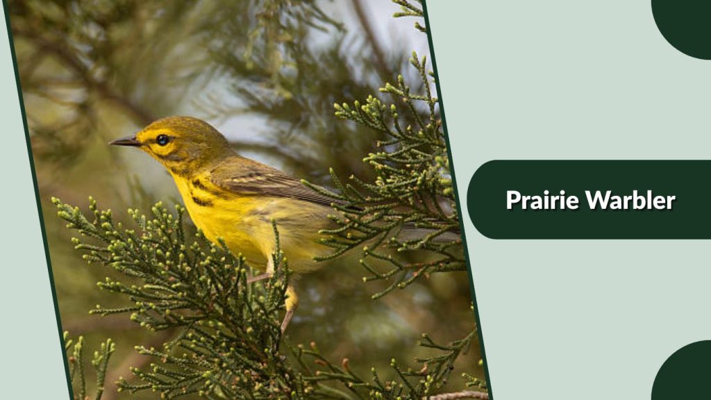 Prairie Warbler