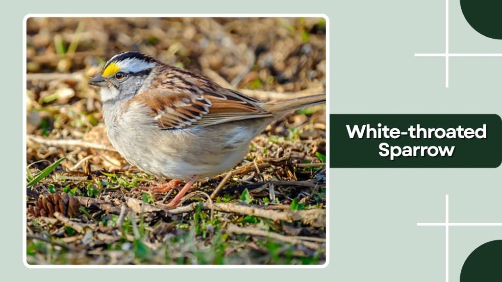 White-throated Sparrow