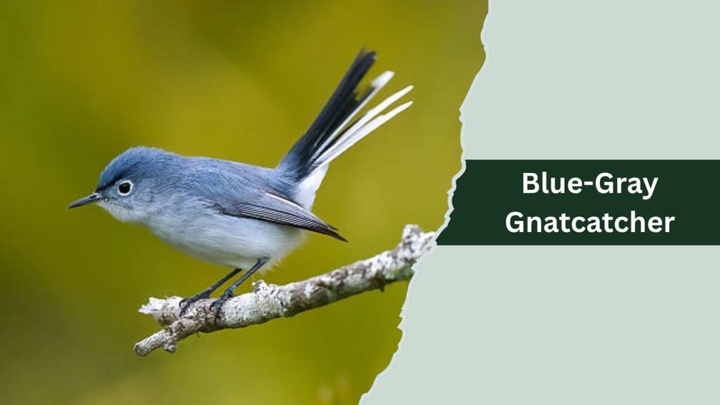 Blue-Gray Gnatcatcher