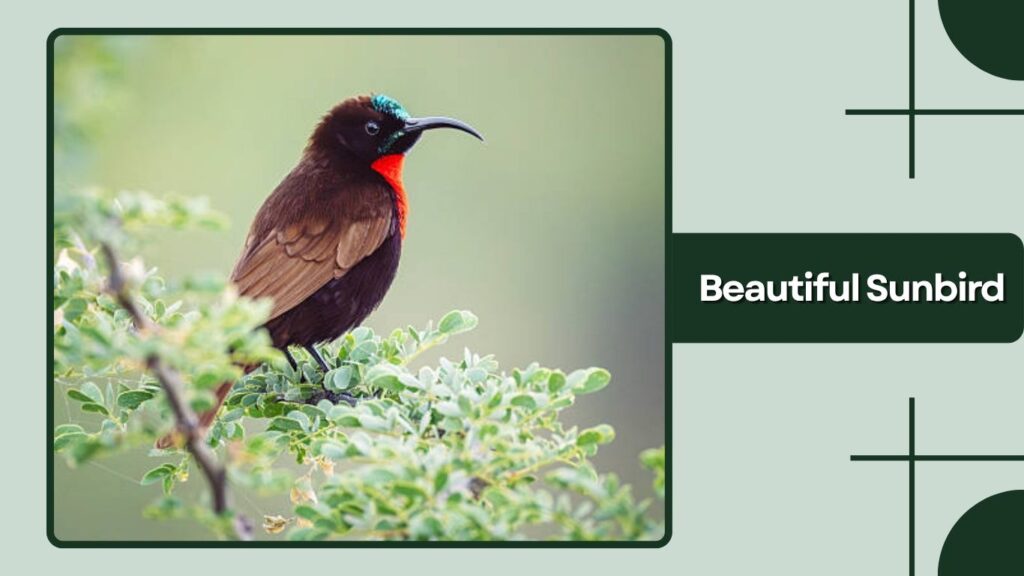 Beautiful Sunbird