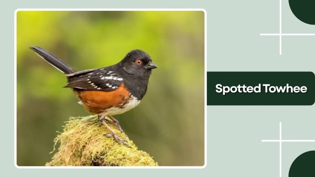 Spotted Towhee