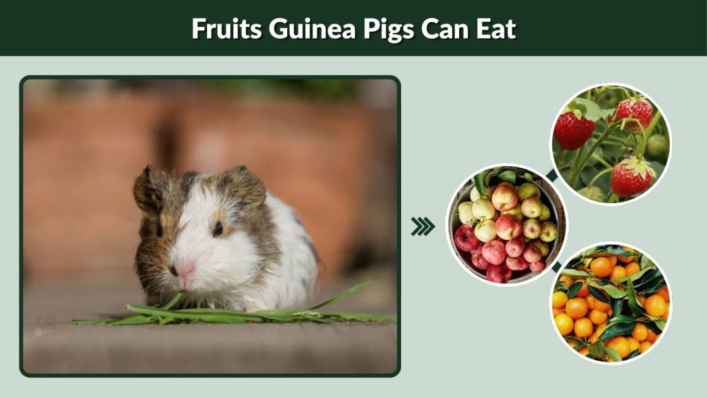 Fruits Guinea Pigs Can Eat