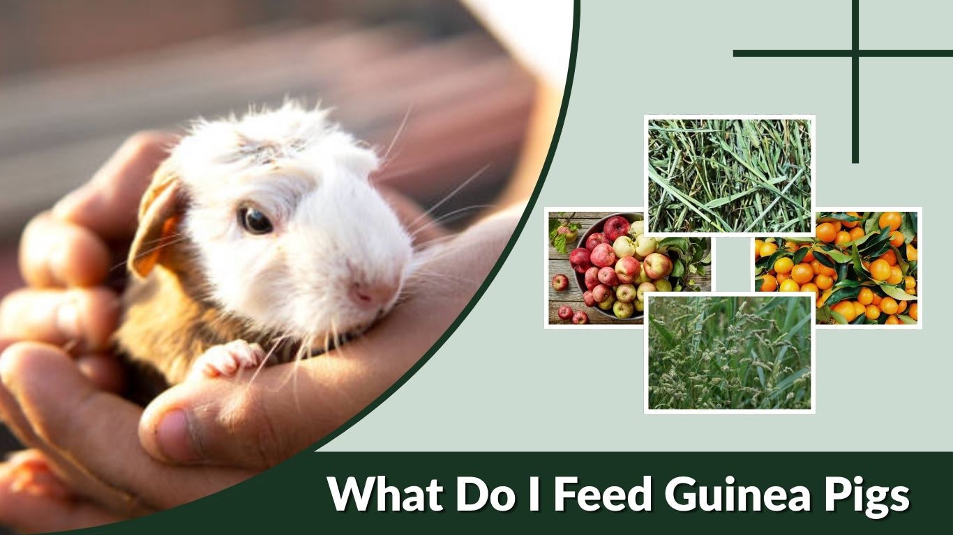 What Do I Feed Guinea Pigs? Complete Food Guide