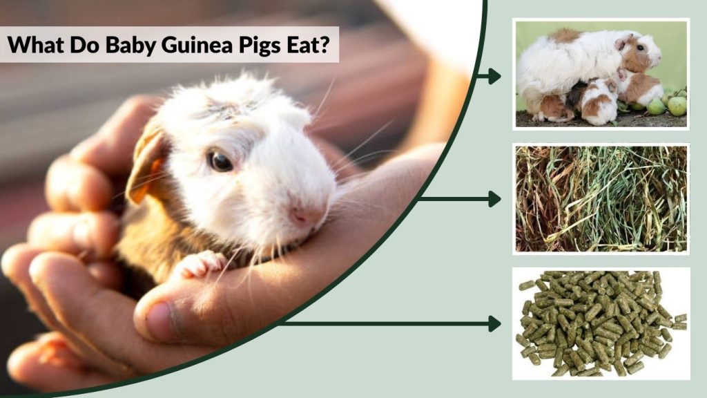 What Do Baby Guinea Pigs Eat?