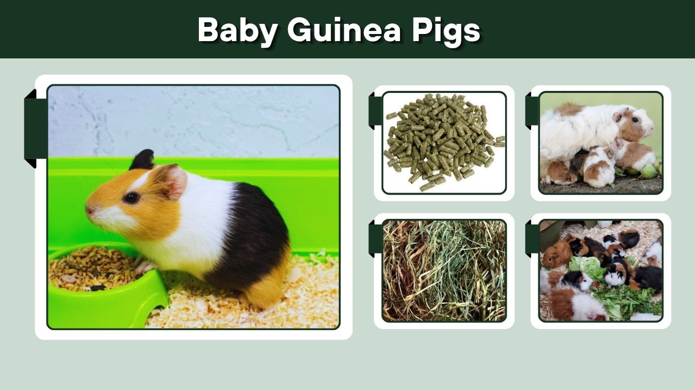 Baby Guinea Pigs: Care, Diet, Handling & Growth Guide