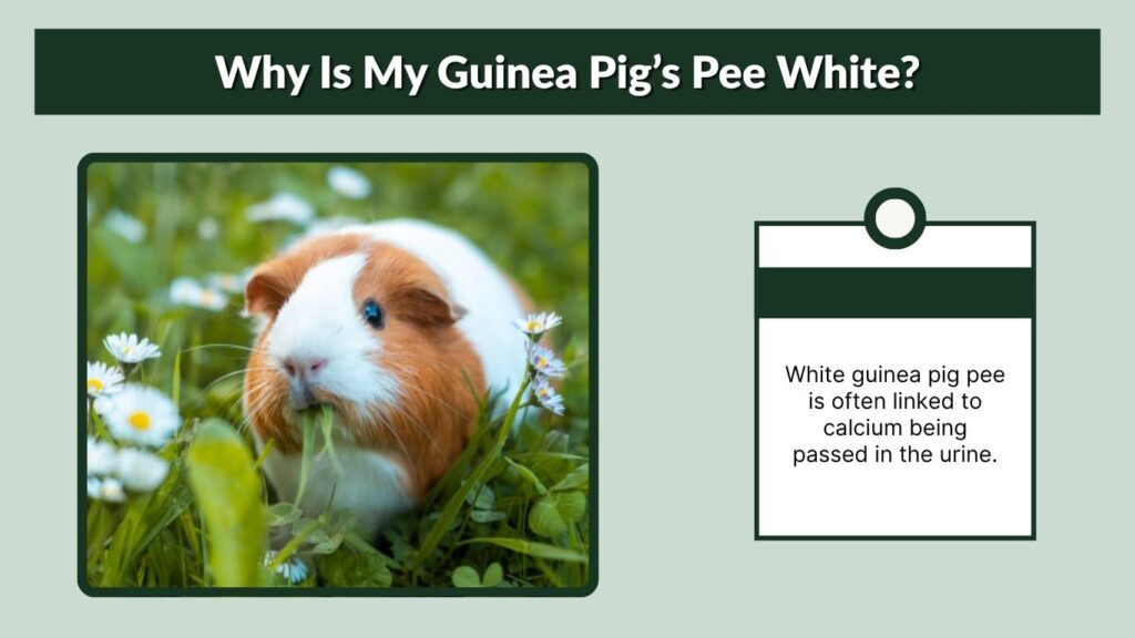 Why Is My Guinea Pig’s Pee White?