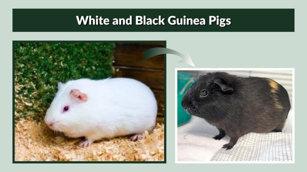 White and Black Guinea Pigs