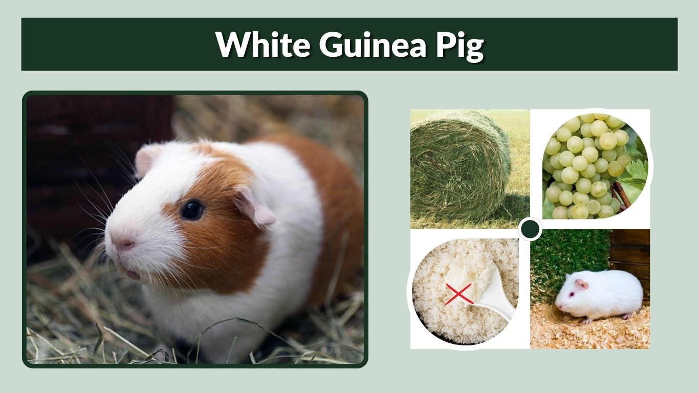 White Guinea Pig: Colors, Breeds, Health & Care Guide