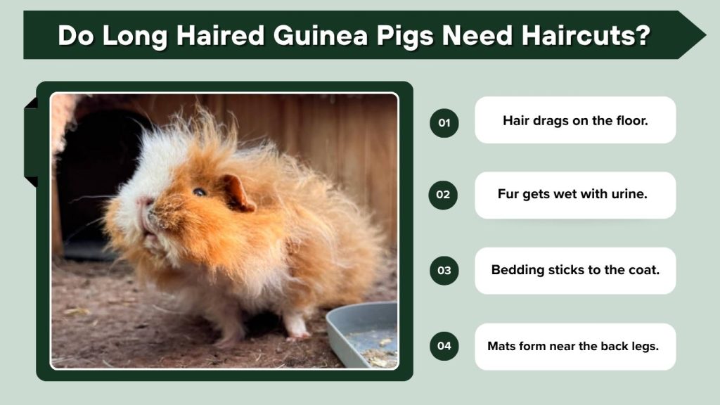 Do Long Haired Guinea Pigs Need Haircuts?