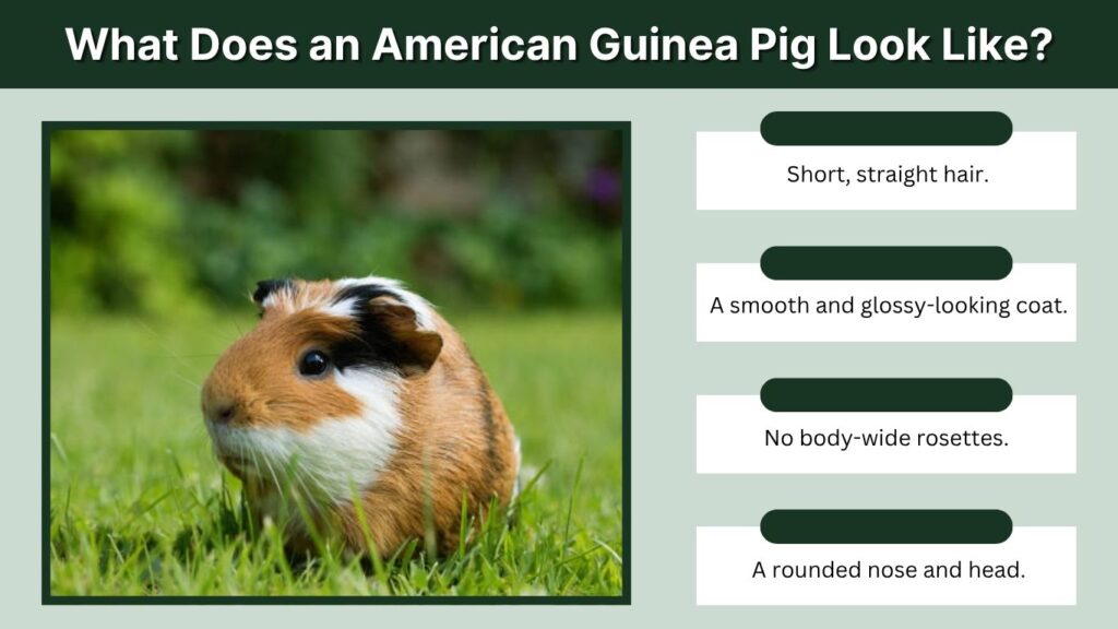 What Does an American Guinea Pig Look Like?