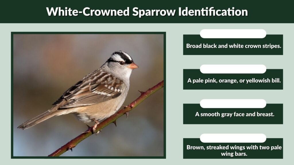 White-Crowned Sparrow Identification