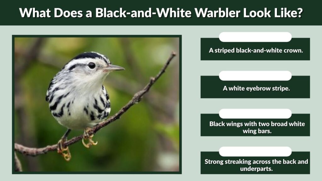 What Does a Black-and-White Warbler Look Like?
