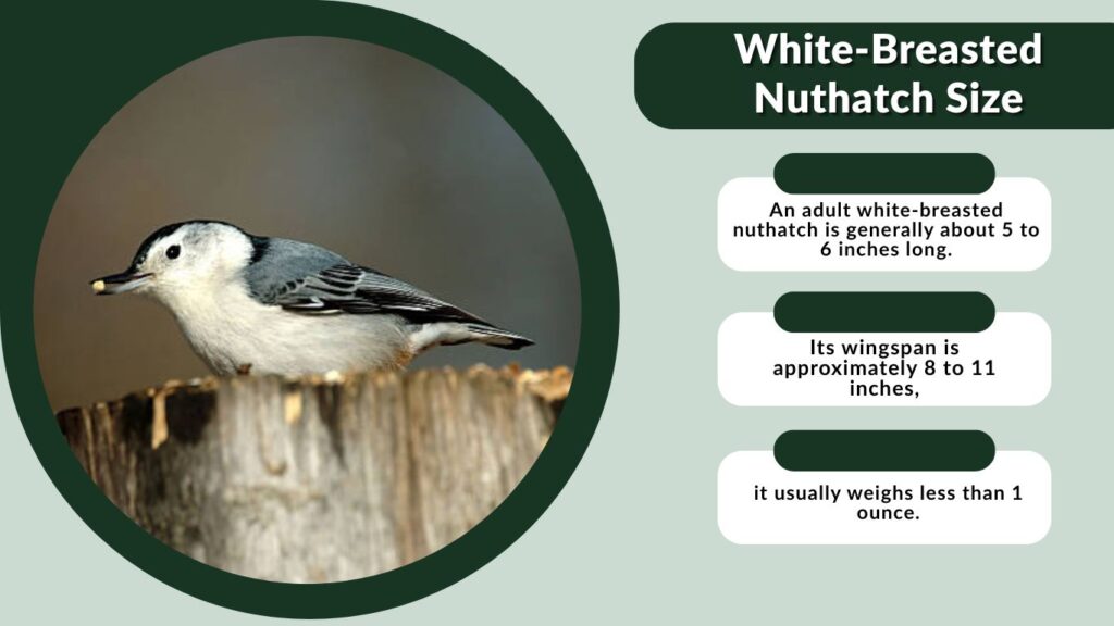 White-Breasted Nuthatch Size