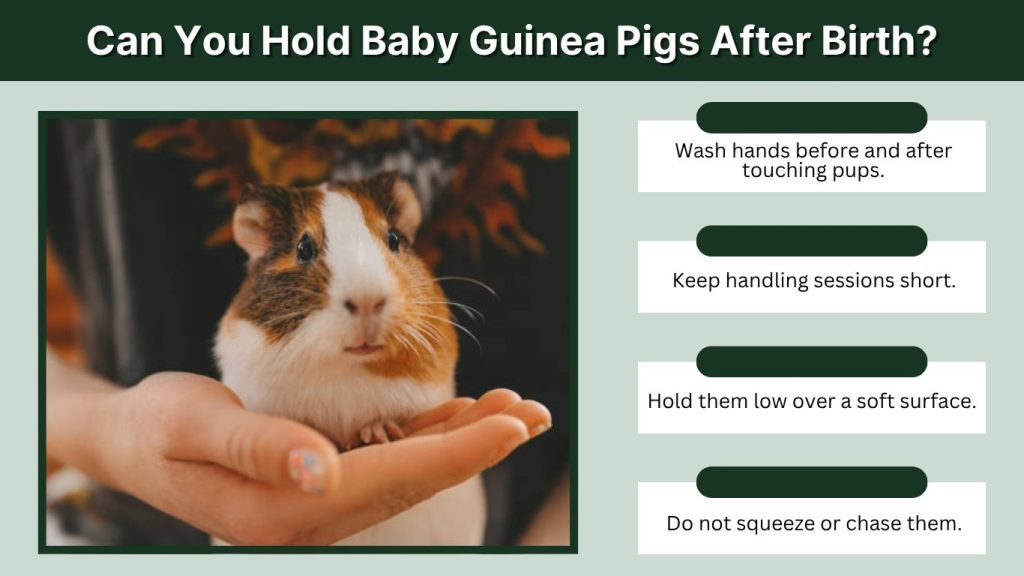 Can You Hold Baby Guinea Pigs After Birth?