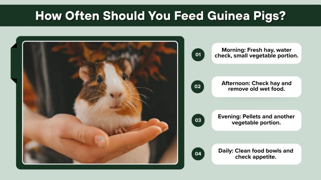 How Often Should You Feed Guinea Pigs?