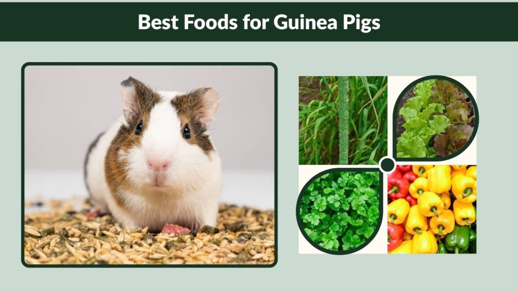 Best Foods for Guinea Pigs