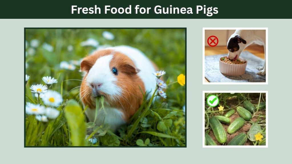Fresh Food for Guinea Pigs