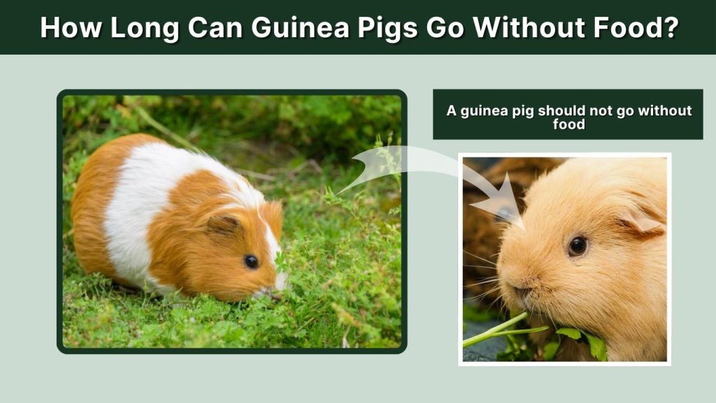 How Long Can Guinea Pigs Go Without Food?