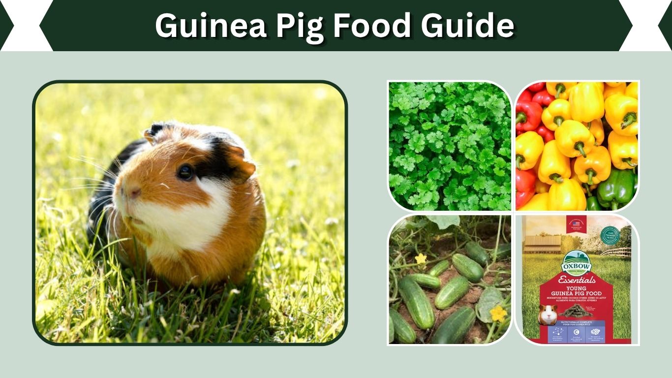 Guinea Pig Food Guide: Safe Foods, Diet Chart & What to Avoid