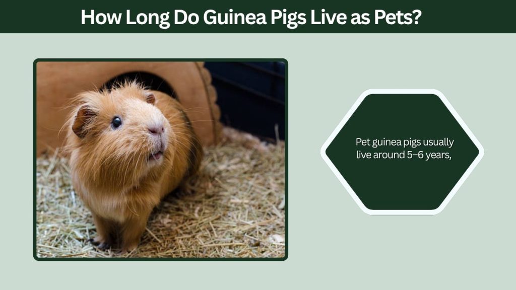 How Long Do Guinea Pigs Live as Pets?